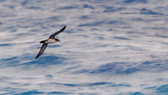 ocells marins amb veler