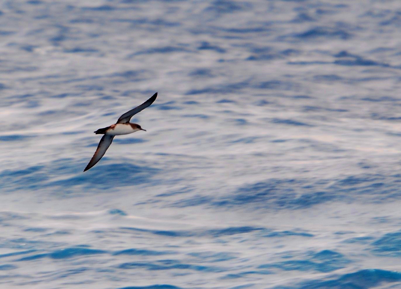 ocells marins amb veler