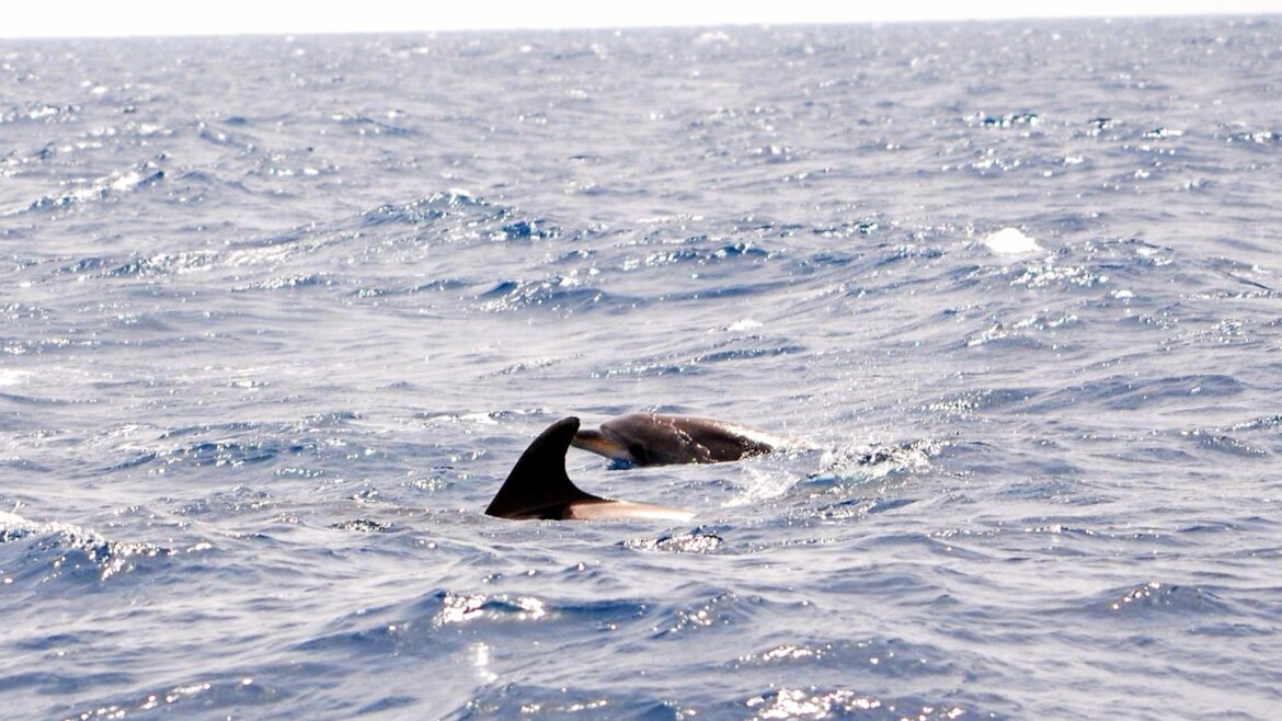 avistamiento delfines en velero