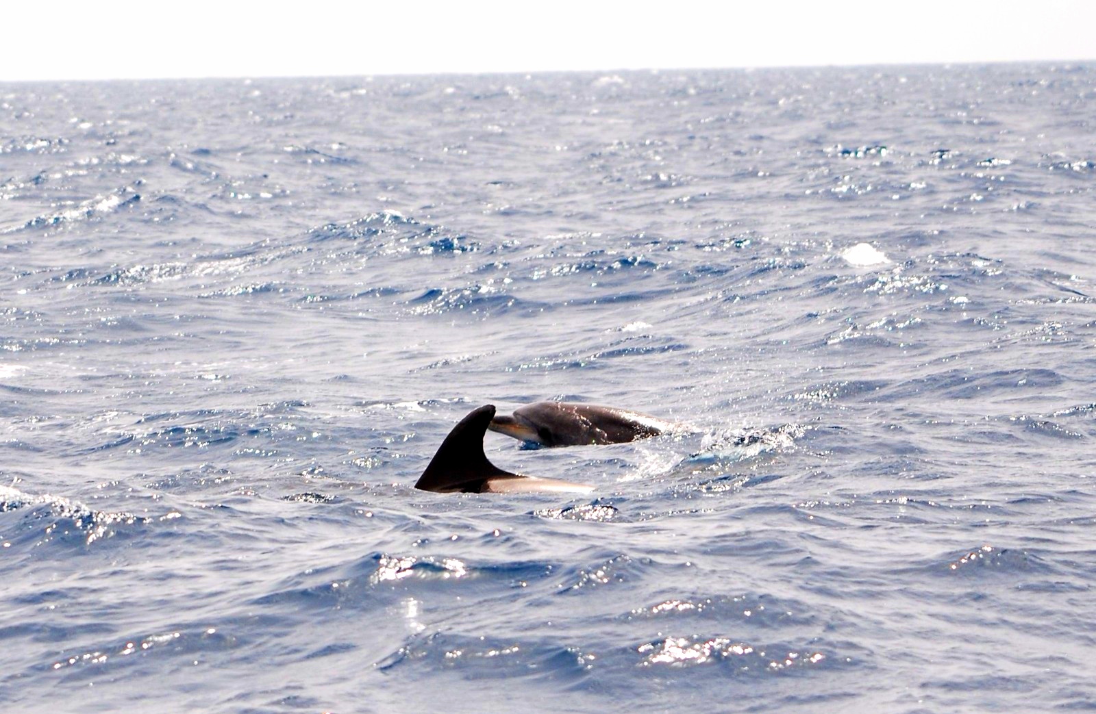 avistamiento delfines en velero