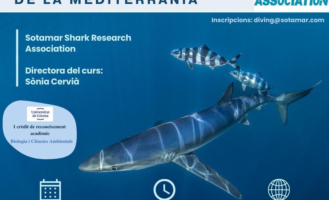 CURSO ESPECIALIZACIÓN DE TIBURONES