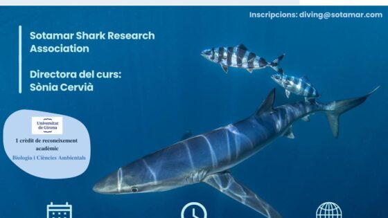 CURSO ESPECIALIZACIÓN DE TIBURONES