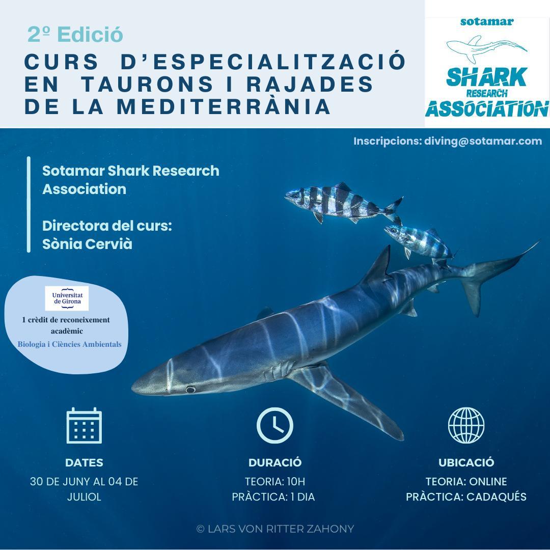 CURSO ESPECIALIZACIÓN DE TIBURONES